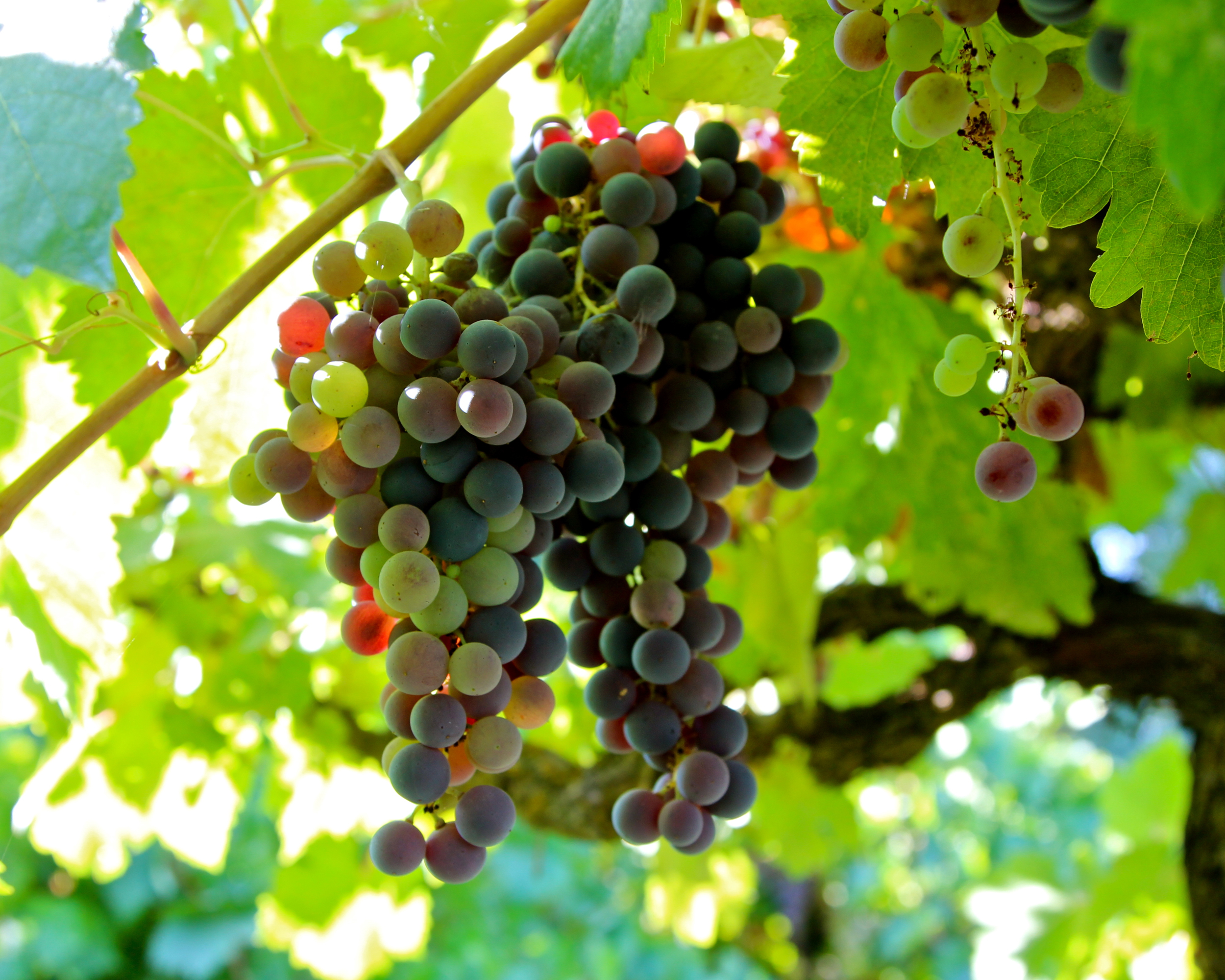 Виноград для вина купить. Zinfandel виноград. Сорт винограда Zinfandel California. Сорт винограда Зинфандель вина. Зинфандель Калифорния лозы.