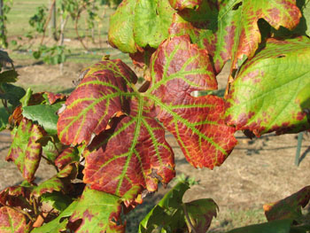 Grape leafroll disease 