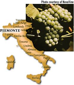 Arneis grape from Piedmonte