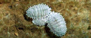 Mealybug