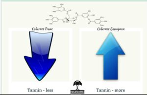 Difference Between Cabernet Franc and Cabernet Sauvignon