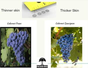 Difference Between Cabernet Franc and Cabernet Sauvignon