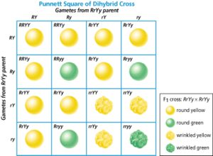 punnett-square-dihybrid