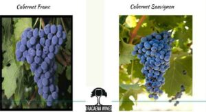 Cabernet Franc Versatile 