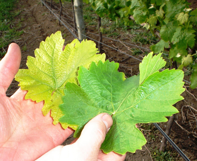 Grapevine Nutrient Deficiencies • Dracaena Wines