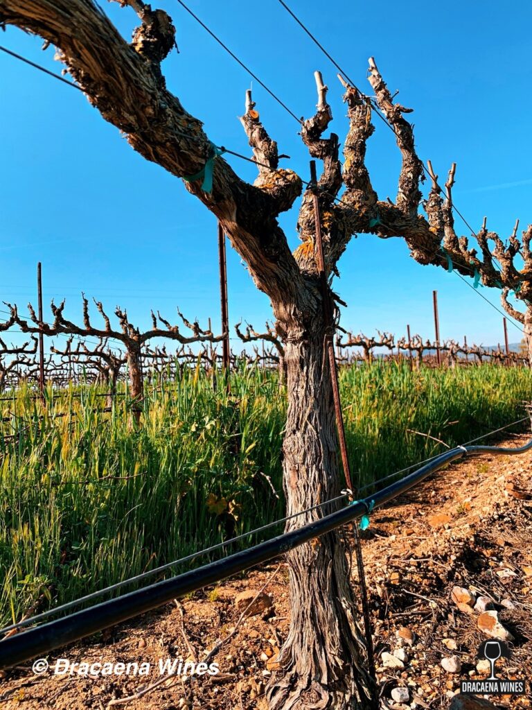 vineyard in March