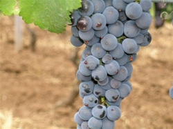 Nebbiolo grapes