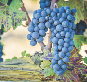 Sangiovese grapes