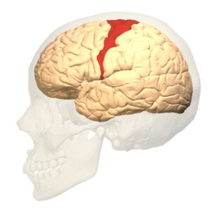 Primary motor cortex