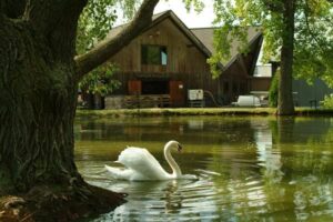 swan in front of Wagner Vineyards