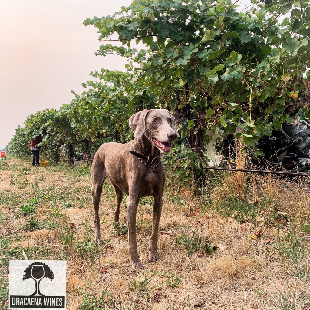 dog in vineyard