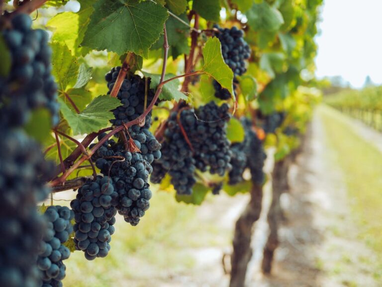 Vineyards Talk; Winemakers Listen
