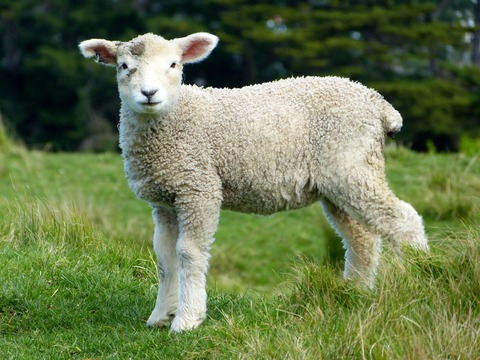 sheep to represent a clone