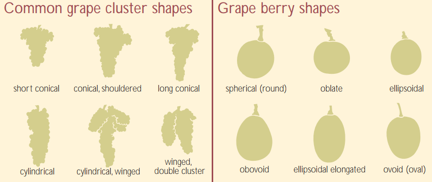showing differences in shapes of clusters and berries