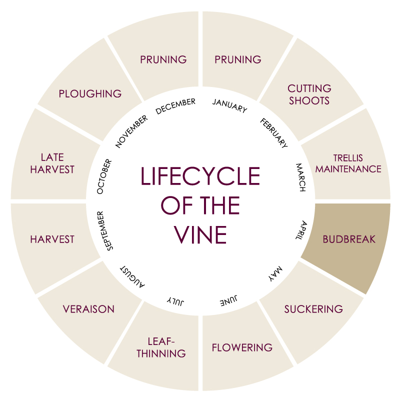 an image of the lifecycle of a grapevine