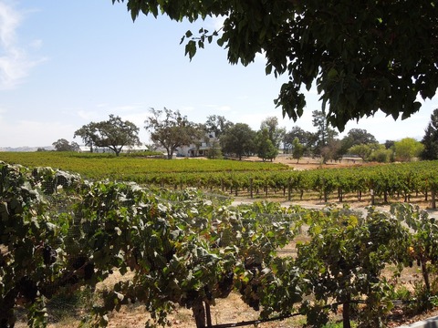 vineyards on opposite sides of the road