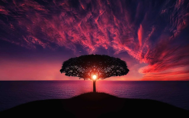 sun setting behind a tree 