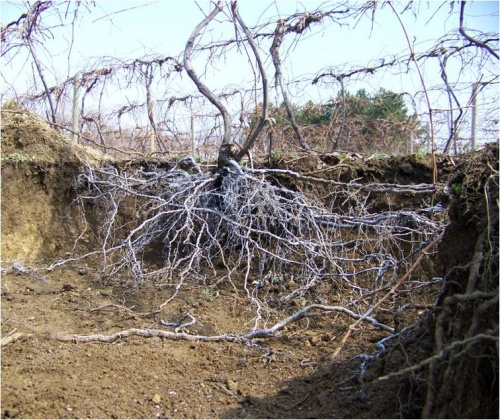roots of a grape vine