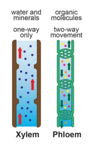 xylem vs. phloem