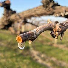 a grapevine releasing water after pruning
