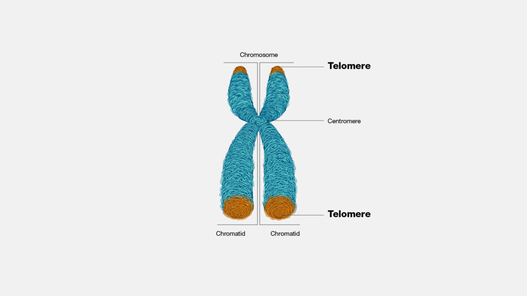 TELOMERE