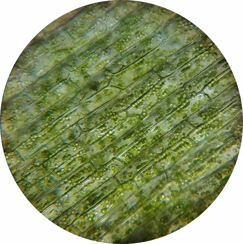 chloroplasts in a plant cell
