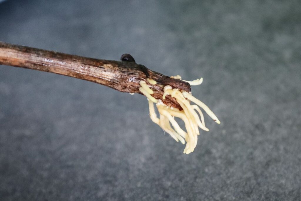 grape cutting with roots growing