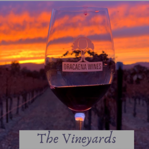 wine glass in vineyard