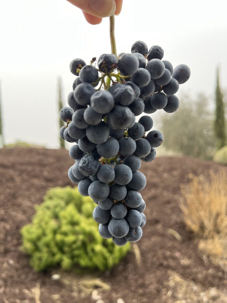 cab franc cluster